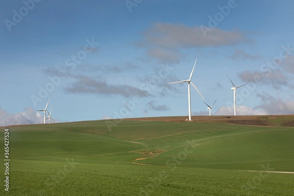 Fototapeta Power generating wind turbines in an agricultural field in South Africa.