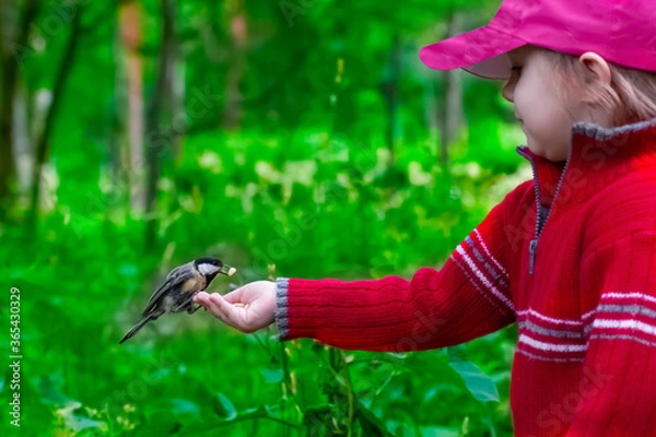 Obraz beautiful three-year-old girl in a red sweater feeds pine nuts with her hands on a titmouse
