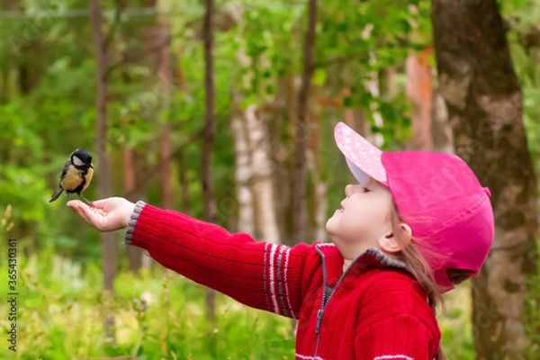 Fototapeta beautiful three-year-old girl in a red sweater feeds pine nuts with her hands on a titmouse