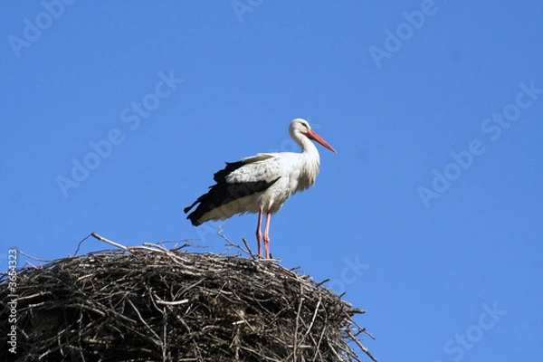 Fototapeta stork