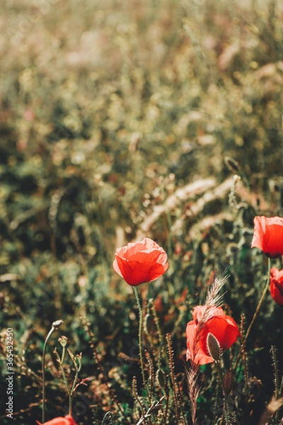 Fototapeta Red poppies in a field in summer
