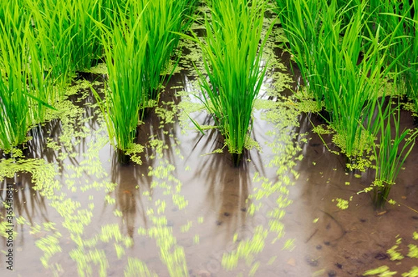 Obraz 水田で流れる浮草