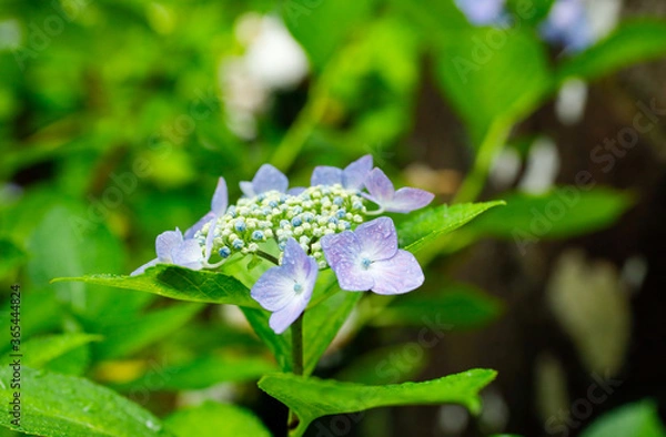 Obraz 日本の宮城県仙台市「資福寺」に咲く美しい紫陽花