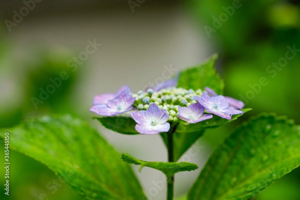 Obraz 日本の宮城県仙台市「資福寺」に咲く美しい紫陽花
