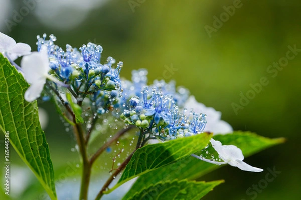 Obraz 日本の宮城県仙台市「資福寺」に咲く美しい紫陽花