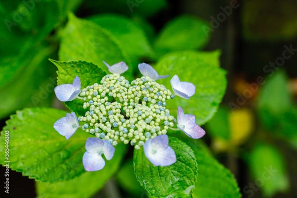 Obraz 日本の宮城県仙台市「資福寺」に咲く美しい紫陽花
