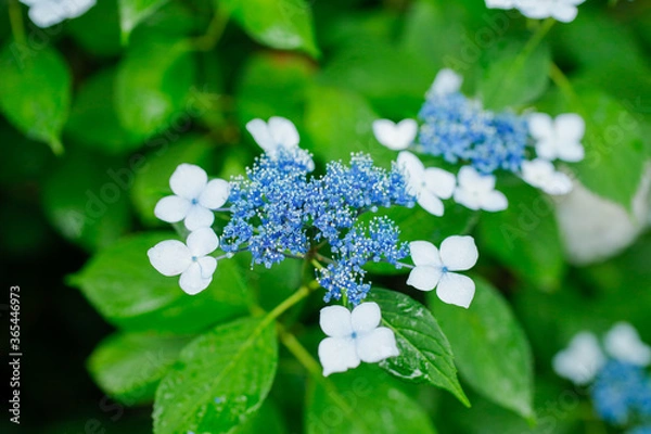 Obraz 日本の宮城県仙台市「資福寺」に咲く青が美しい紫陽花