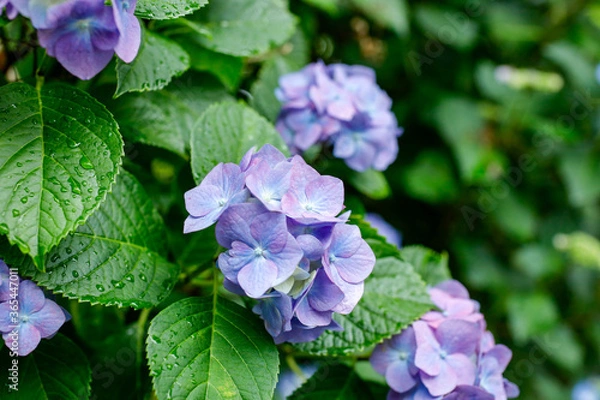 Obraz 日本の宮城県仙台市「資福寺」に咲く美しい紫陽花
