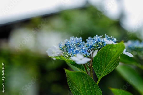 Obraz 日本の宮城県仙台市「資福寺」に咲く美しい紫陽花