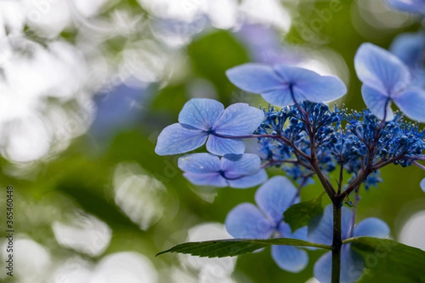 Obraz 青い美しい紫陽花のマクロイメージ