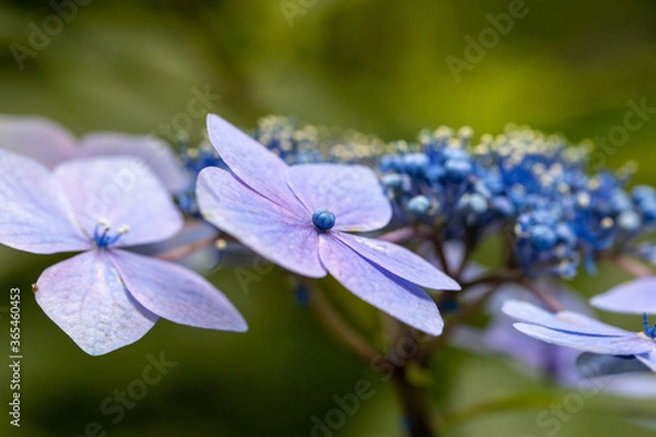 Obraz 青い美しい紫陽花のマクロイメージ