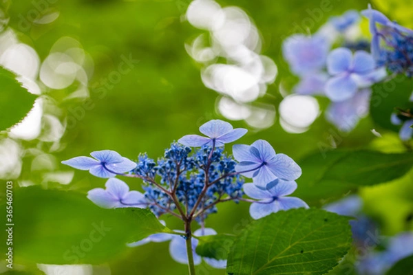 Obraz 青い美しい紫陽花のマクロイメージ
