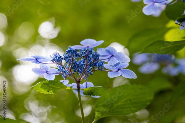 Obraz 青い美しい紫陽花のマクロイメージ