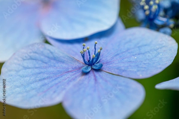Obraz 青い美しい紫陽花のマクロイメージ