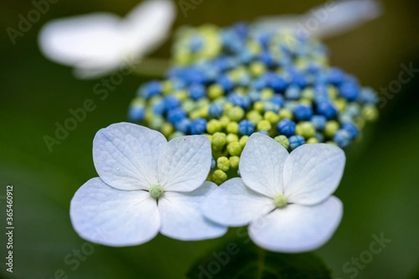 Obraz 青い美しい紫陽花のマクロイメージ