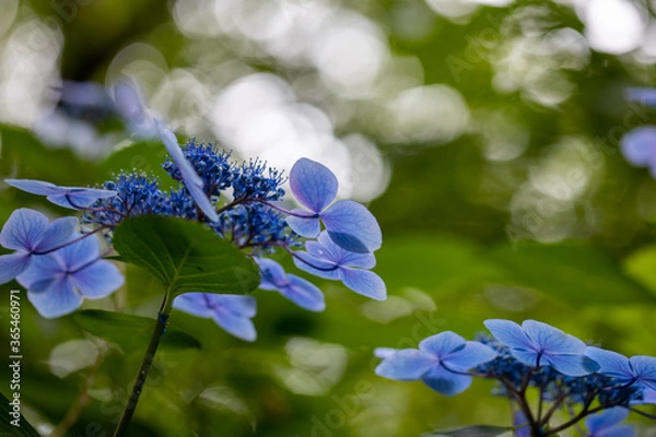 Obraz 青い美しい紫陽花のマクロイメージ