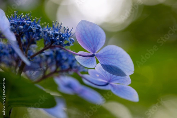 Obraz 青い美しい紫陽花のマクロイメージ