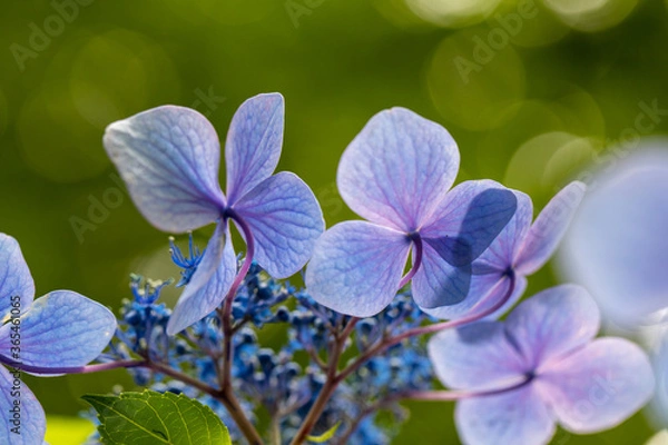 Fototapeta 青い美しい紫陽花のマクロイメージ