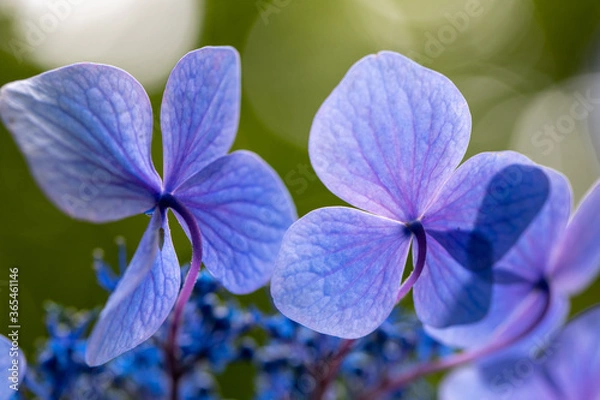 Obraz 青い美しい紫陽花のマクロイメージ