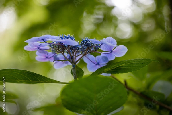 Obraz 青い美しい紫陽花のマクロイメージ