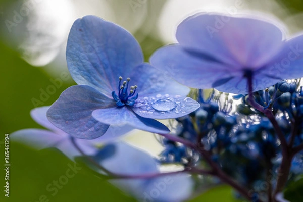 Obraz 青い美しい紫陽花のマクロイメージ