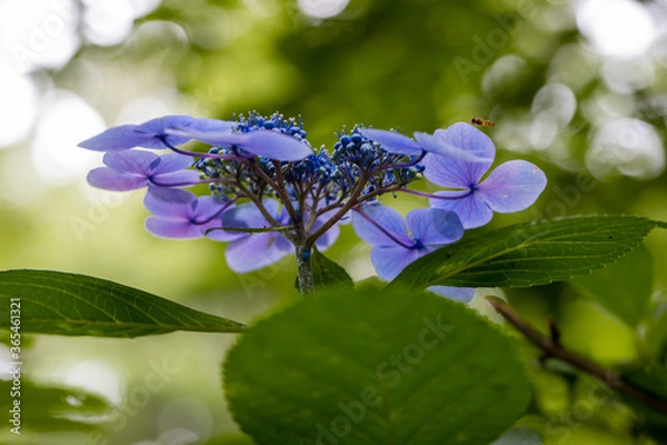 Obraz 青い美しい紫陽花のマクロイメージ