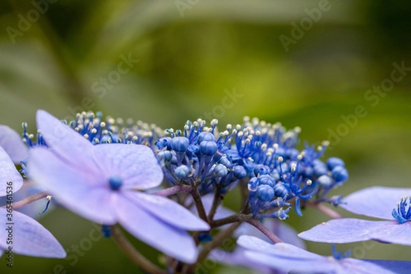 Obraz 青い美しい紫陽花のマクロイメージ
