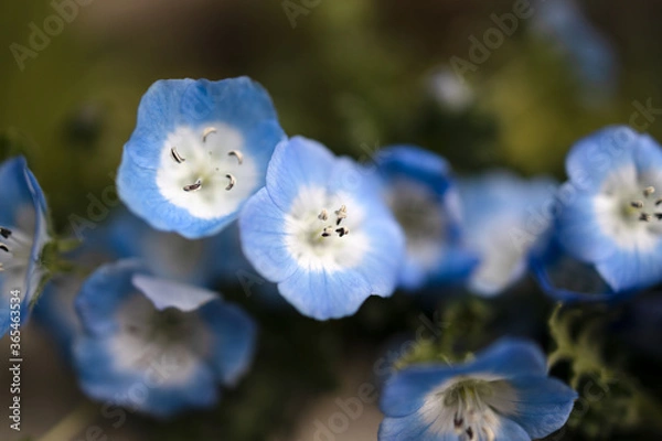 Fototapeta ネモフィラ