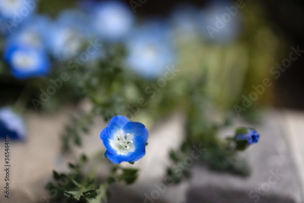 Fototapeta ネモフィラ