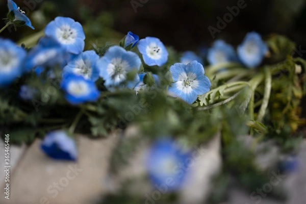 Fototapeta ネモフィラ