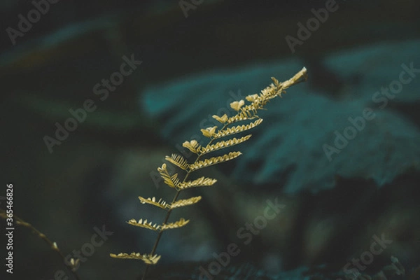 Obraz HERMOSAS FLORES DE PRIMAVERA