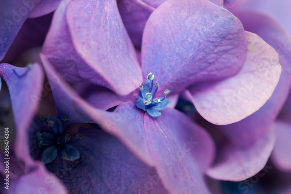 Obraz 青い美しい紫陽花のマクロイメージ