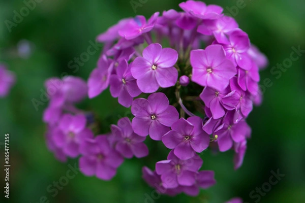 Obraz Opened ornamental hydrangea flowers, with fragrant silver petals on the flowers