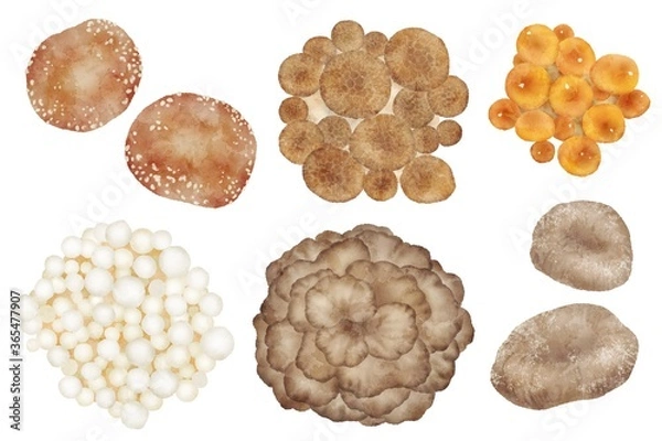 Fototapeta 上から見たキノコのセット