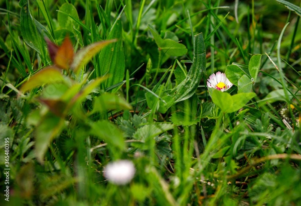 Obraz spring daisy flowers in the grass