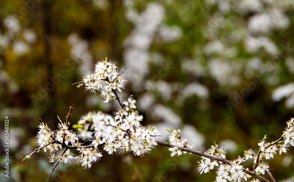 Obraz smooth white flowers on a branch in spring bokeh