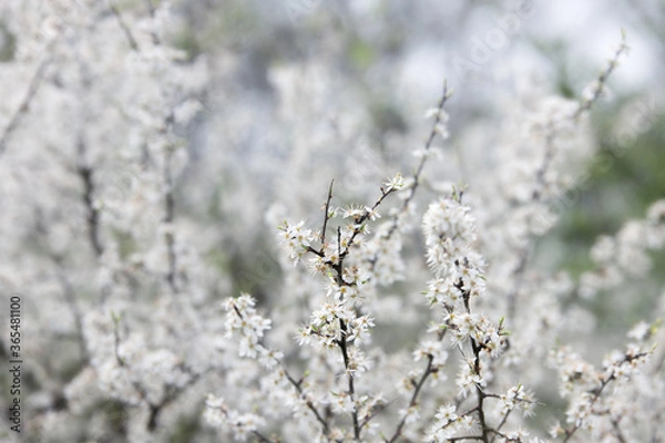 Obraz smooth white flowers on a branch in spring bokeh