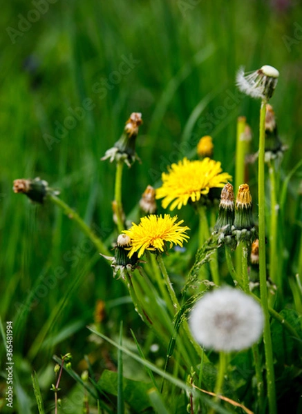 Obraz yellow dandelion on the grass