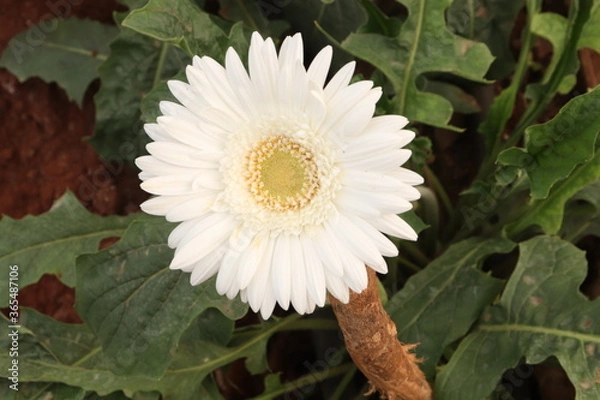 Obraz white dahlia flower