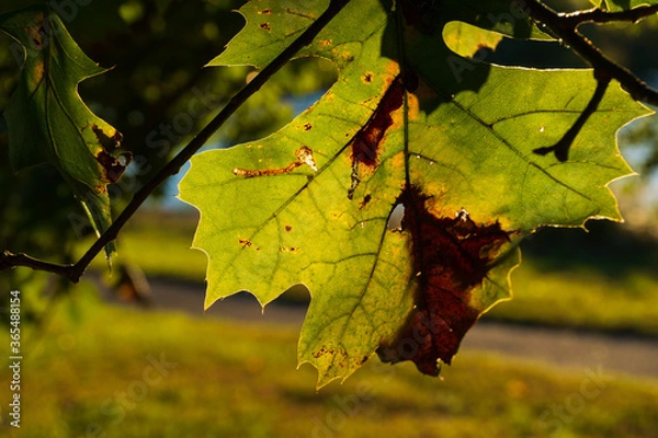 Obraz autumn maple leaves