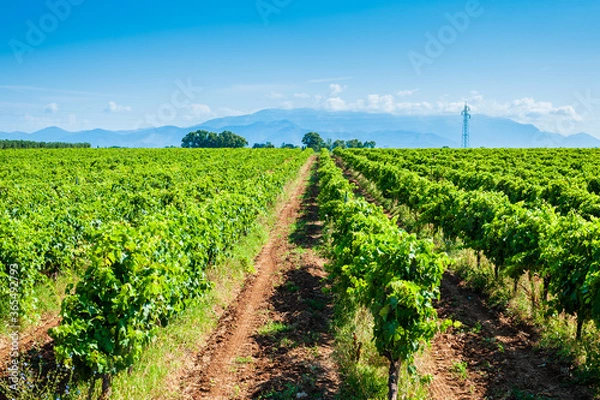 Fototapeta Sunny day in the middle of a vineyard, red land to cultivate