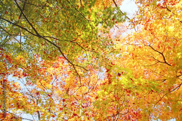 Fototapeta もみじ