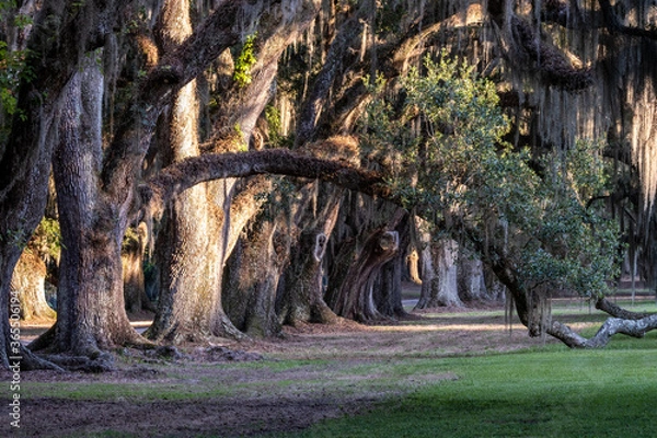 Obraz old tree in the forest