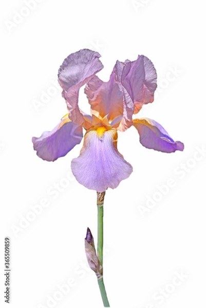 Obraz violet iris  flower isolated on white background