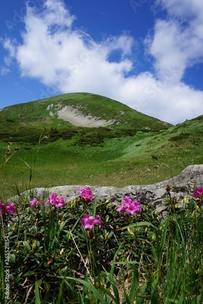 Obraz Rhododendron in the Carpathian Mountains
