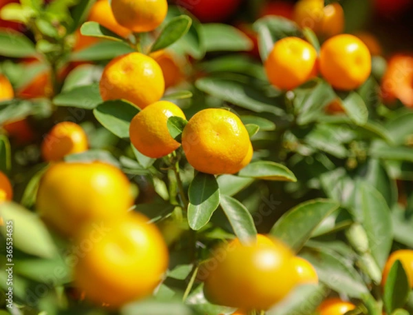 Fototapeta Ripe tangerines on the branches of a tree