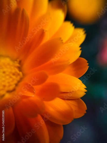 Obraz Flor naranja en macro
