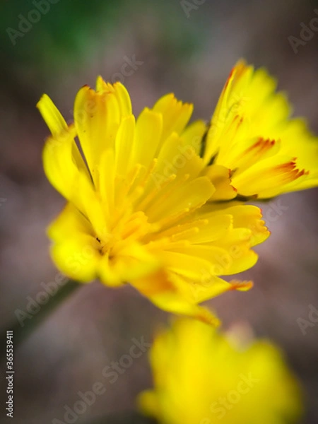 Obraz Flor amarilla en macro