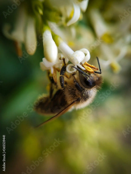Obraz Abeja polinizando en macro