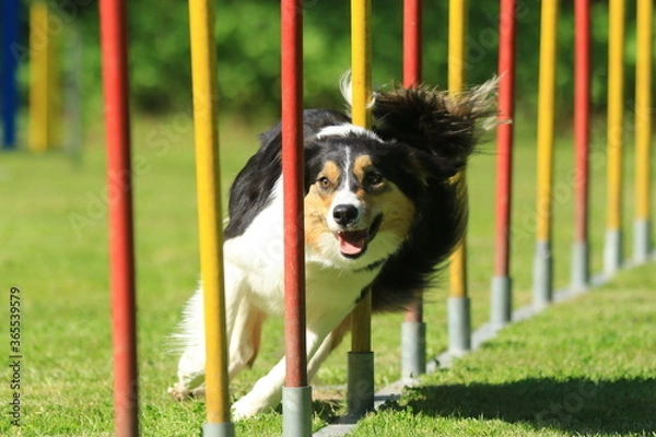Obraz Agility - Border Collie beim Slalom